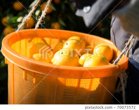 Harvesting oranges from Shimotsucho, Kainan City, Wakayama Prefecture 70073572