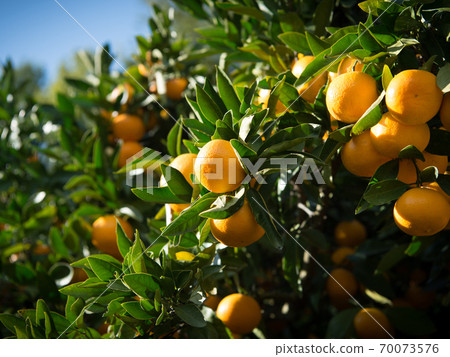 Harvesting oranges from Shimotsucho, Kainan City, Wakayama Prefecture 70073576