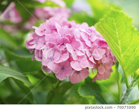 和歌山縣海南市甘西寺的繡球花 照片素材 圖片 圖庫