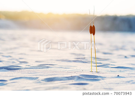 Two bulrush plants with two heads in the sand at sunset. Togetherness concept. 70073943