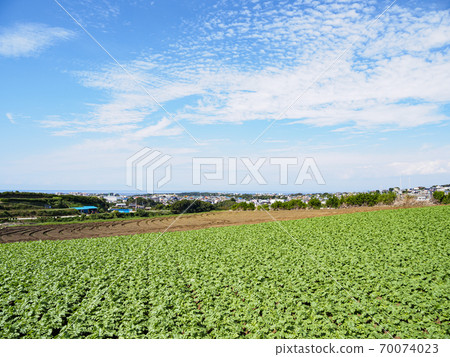 Autumn (sunny) in the radish field, a local specialty that overlooks Tokyo Bay and Sagami Bay on the Shonan Miura Peninsula Autumn (sunny) in the radish field, a local specialty that overlooks Tokyo Bay and Sagami Bay on the Shonan Miura Peninsula 70074023