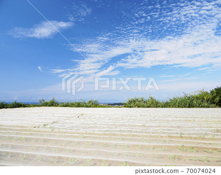 Autumn (sunny) in the radish field, a local specialty that overlooks Tokyo Bay and Sagami Bay on the Shonan Miura Peninsula Autumn (sunny) in the radish field, a local specialty that overlooks Tokyo Bay and Sagami Bay on the Shonan Miura Peninsula 70074024