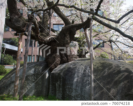 Ishiwarizakura, Morioka City, Iwate Prefecture 70074218