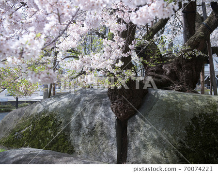 Ishiwarizakura, Morioka City, Iwate Prefecture 70074221