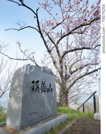 Sakura in Sekizenzan, Iwagi Island, Ehime Prefecture Sakura in Sekizenzan, Iwagi Island, Ehime Prefecture 70074268