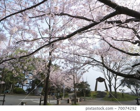 Cherry blossoms in Nishi Park, Fukuoka Prefecture 70074292