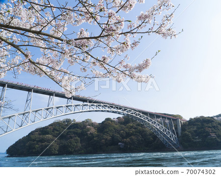長崎縣西海橋公園的櫻花 70074302