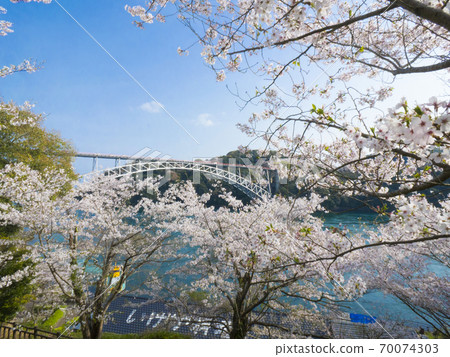 長崎縣西海橋公園的櫻花 70074303