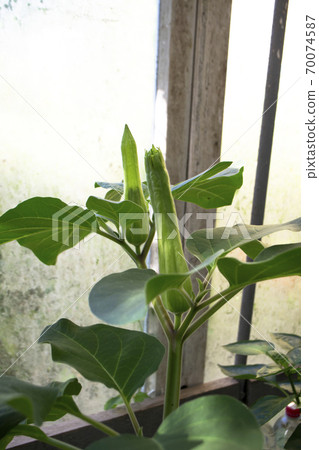 Datura stramonium or thorn apple. Plant shot in summer. Danger herbal medicine 70074587