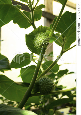 Sacred datura seed capsules on the plant - Datura wrightii thorn apple, wild plant in the garden Sacred datura seed capsules on the plant - Datura wrightii thorn apple, wild plant in the garden 70074588