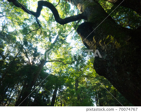 三重縣伊勢神宮奈庫的樹木 三重縣伊勢神宮奈庫的樹木 70074767