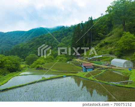 Tottori Prefecture Tsukuyone Rice Terraces (100 Selected Rice Terraces in Japan) 70075152