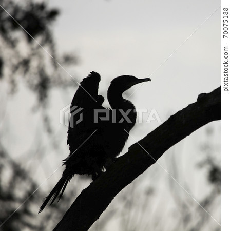 Dark profile of a large cormorant on a branch in the background light. 70075188