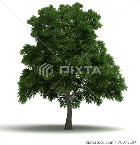 Sassafras Tree Sassafras Tree 70075194