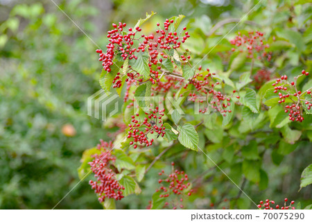 Red fruits that color autumn 70075290