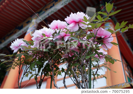 牡丹牡丹 70075295