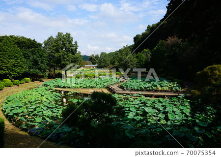 町田藥師池公園的男生田田 70075354
