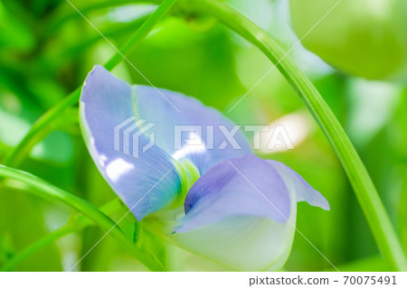 Blue flowers of winged beans Blue flowers of winged beans 70075491