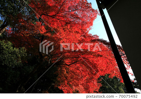 Autumn leaves of Komaki Komingoji Autumn leaves of Komaki Komingoji 70075492