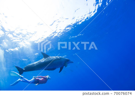 Dolphin Dolphin 70076074