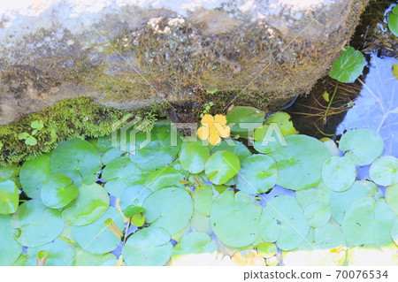 Asaza flowers 70076534