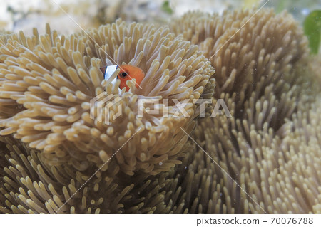 Anemone fish 70076788