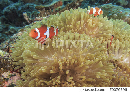 Anemone fish 70076796