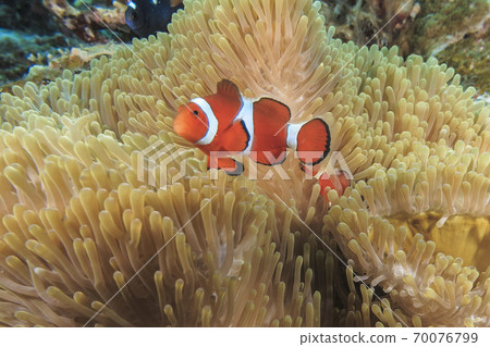 Anemone fish Anemone fish 70076799