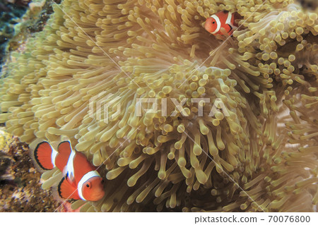 Anemone fish Anemone fish 70076800