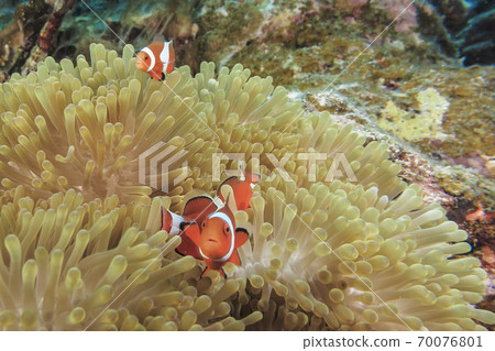 銀蓮花魚 銀蓮花魚 70076801