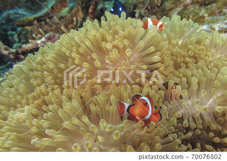 銀蓮花魚 70076802