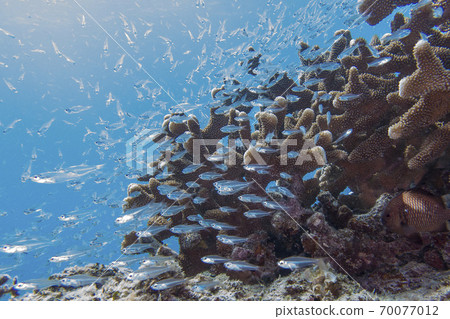 Underwater photograph 70077012