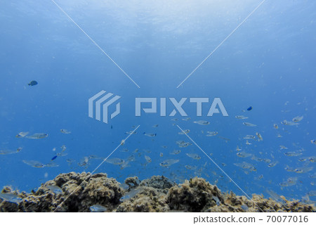 水下照片 水下照片 70077016