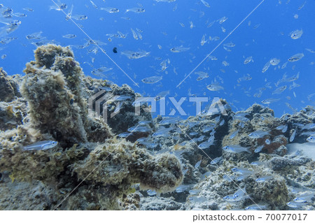 Underwater photograph 70077017