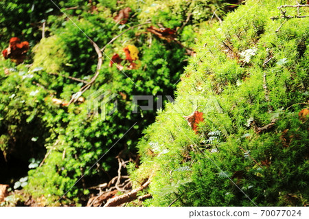 Northern Yatsugatake in early autumn, moss forest in Shirakomaike 70077024