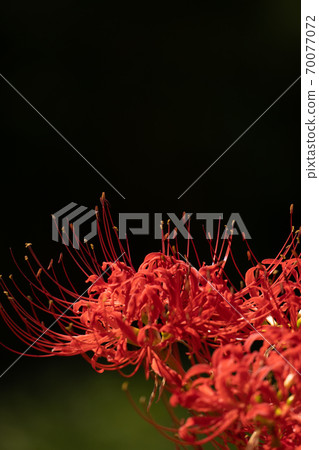 Bright red cluster amaryllis and black background Bright red cluster amaryllis and black background 70077072