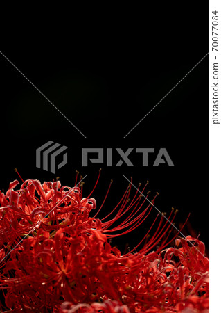 Bright red cluster amaryllis and black background Bright red cluster amaryllis and black background 70077084