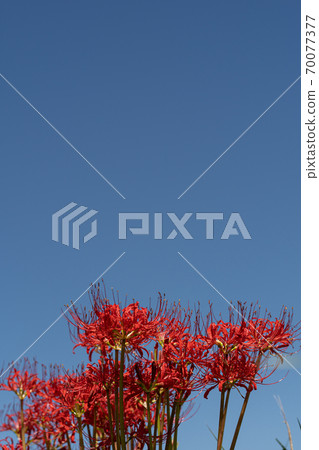 Copy space of bright red cluster amaryllis and blue sky 70077377