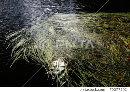Northern Yatsugatake in early autumn, scenery with Shirakoma Pond 70077392