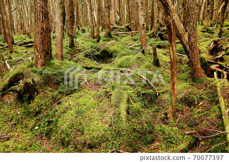 Northern Yatsugatake in early autumn, moss forest in Shirakomaike 70077397