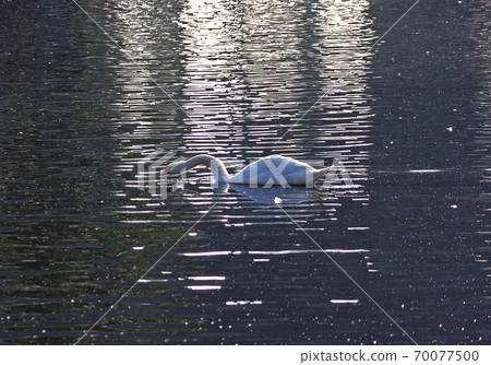 Swan Traditional Swan Swan Traditional Swan 70077500