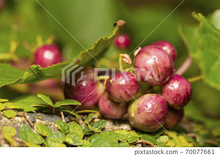 No grape fruit 70077661