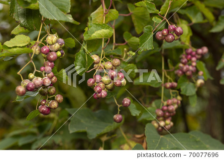 No grape fruit No grape fruit 70077696
