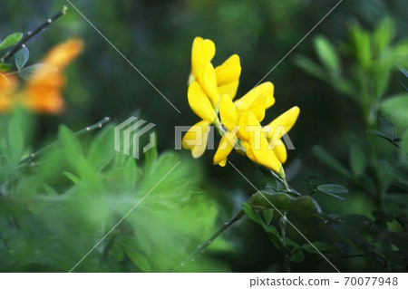 黃姬花 黃姬花 70077948