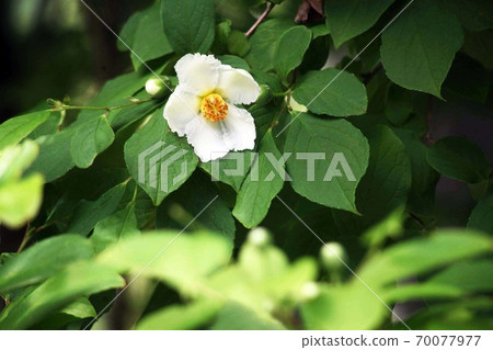 Flowering of Himeshara Flowering of Himeshara 70077977