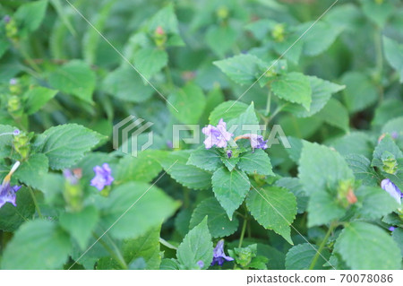 Suzumushibana flower Suzumushibana flower 70078086