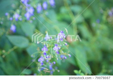 Caliphone花 Caliphone花 70078087