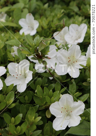 映山紅 映山紅 70078221