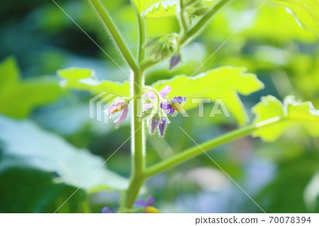 Fox Faithon Flower Solanum mammosum Fox Faithon Flower Solanum mammosum 70078394