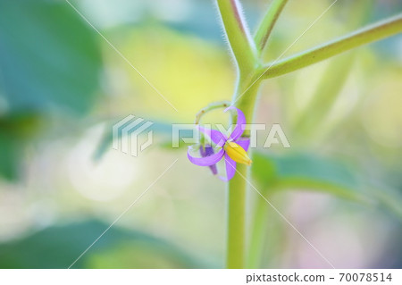 Foxface flower Solanum mammosum Foxface flower Solanum mammosum 70078514